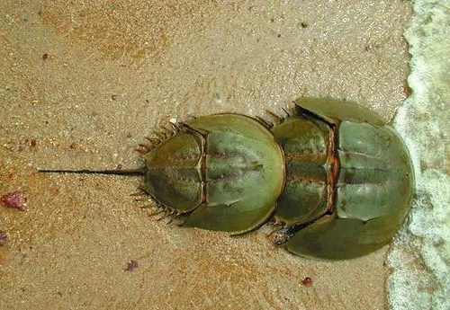 被称为“活化石物种”，消失52年后再次出现，地球怎...