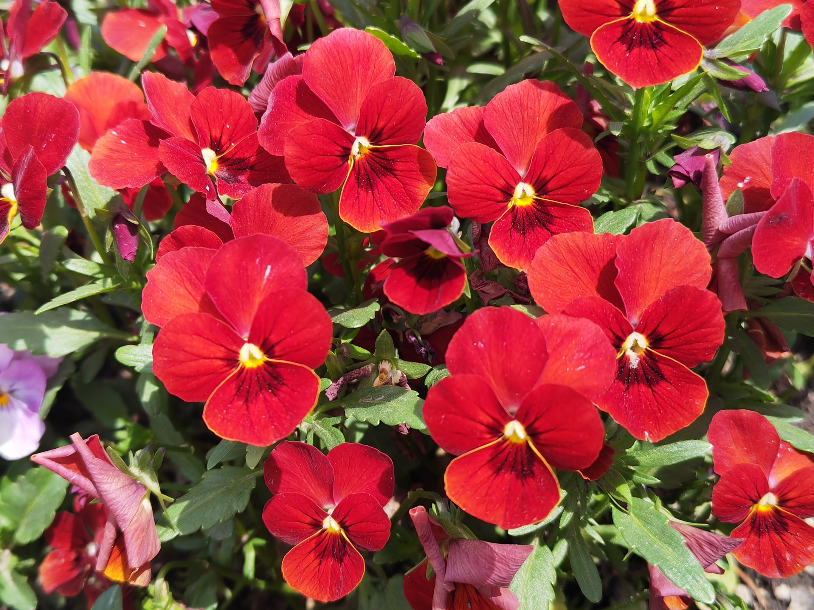 一品论坛寻花攻略：安徽江苏怎么玩才专业？