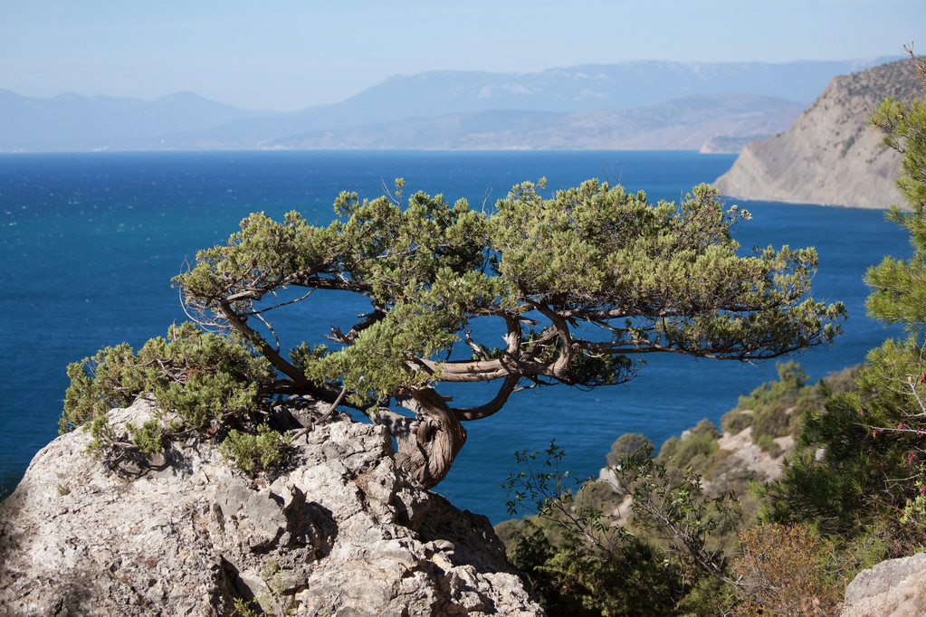 红蜻蜓论坛：它为什么能成为垂直社区的长青树