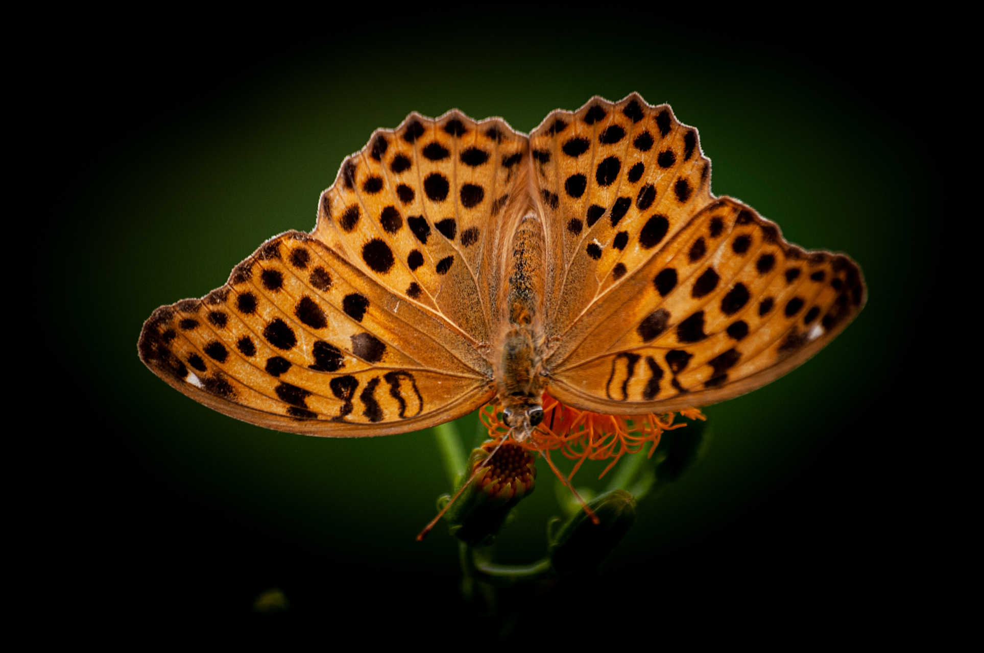 长春蝶恋花站立夹到底是什么意思？探讨行业背后的真相与实操技巧