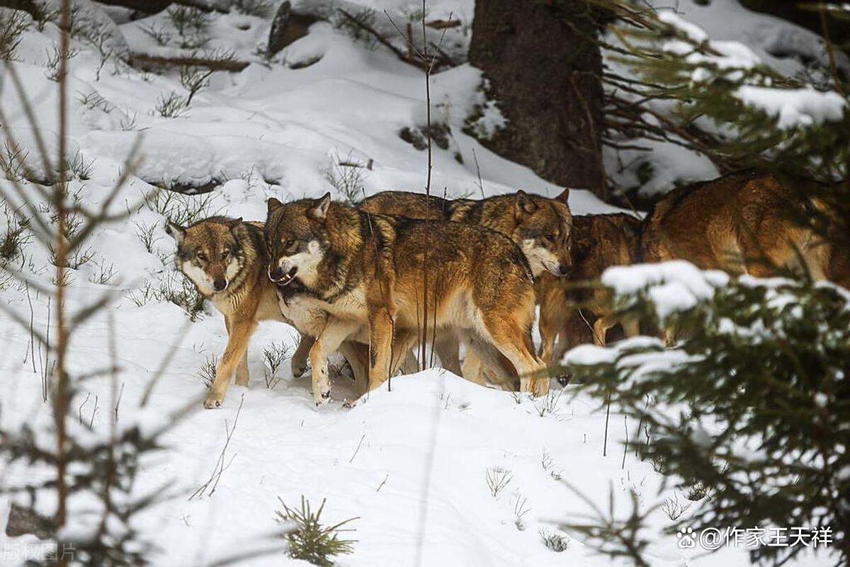 中小企业如何突破资源困局？群狼谷论坛3年助省2.7亿运营成本