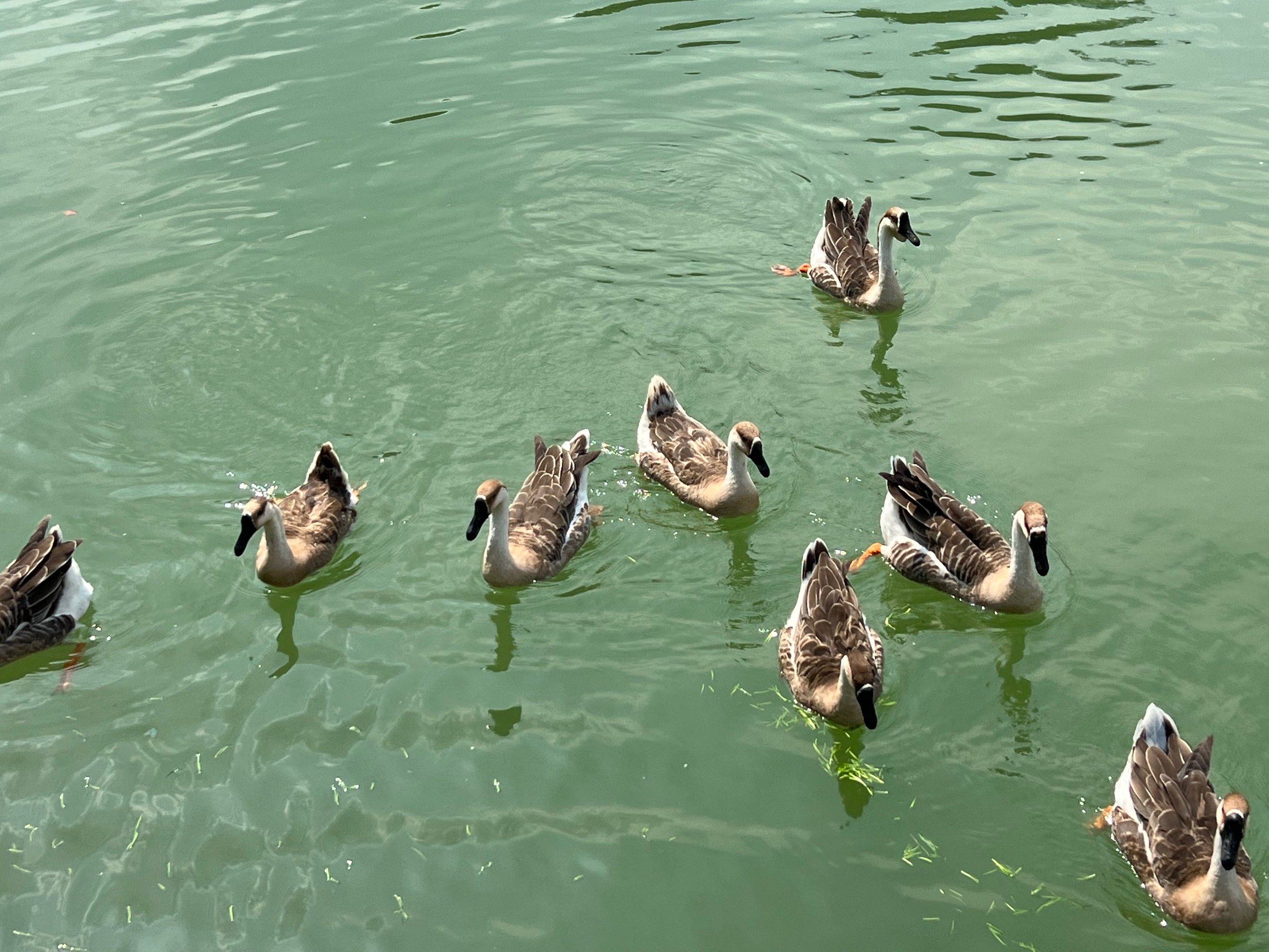 西安女人找鸭子是在上面还是下面的答案与解读