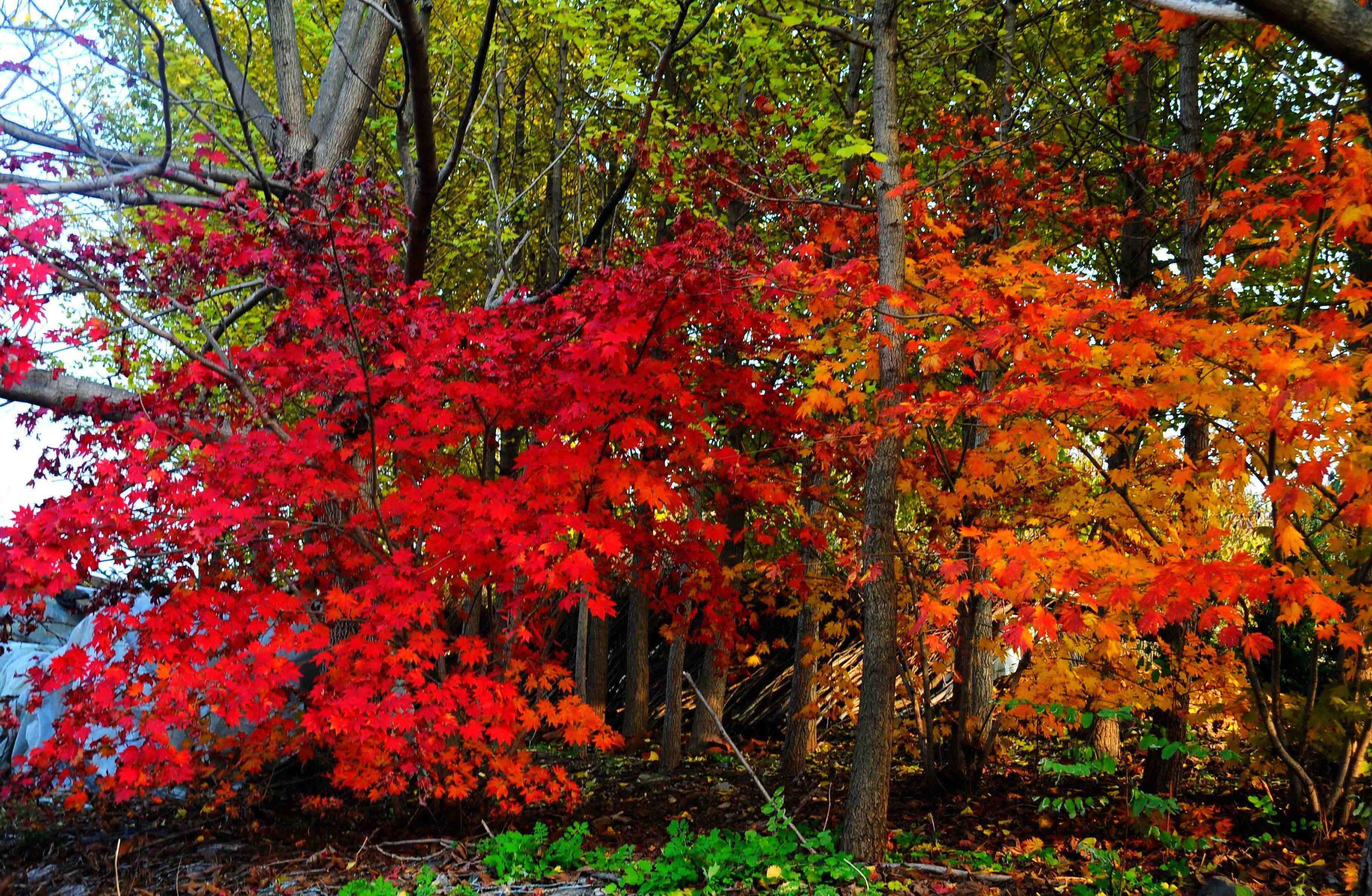 丹东100元畅玩服务详细介绍，丹东100元3个小时服务