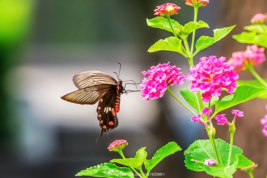 根据消息详细报道：长春蝶恋花站立夹啥意思？探寻背后隐藏的行业真相与实操方法