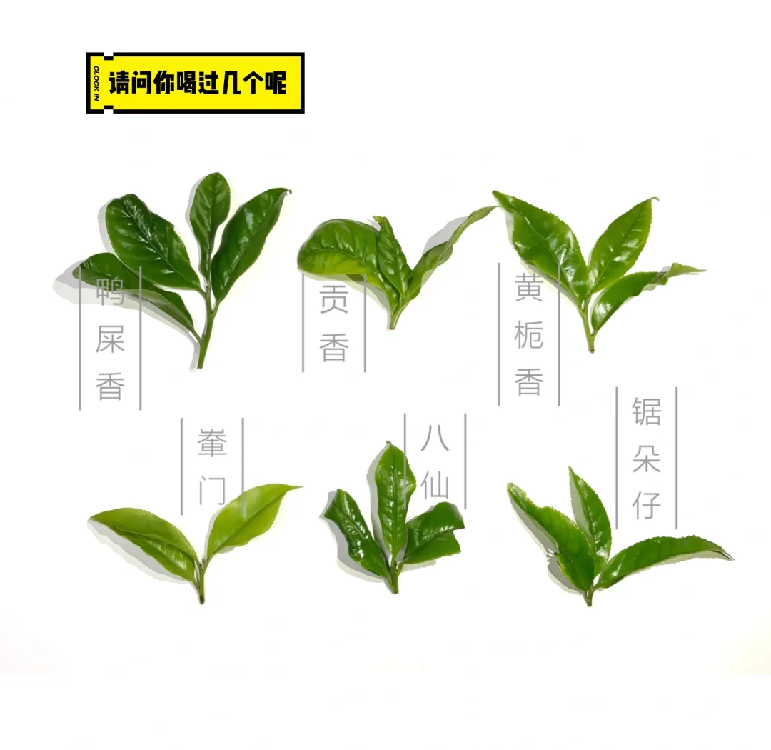 走遍中国的凤凰楼：这份免费喝茶指南请收好