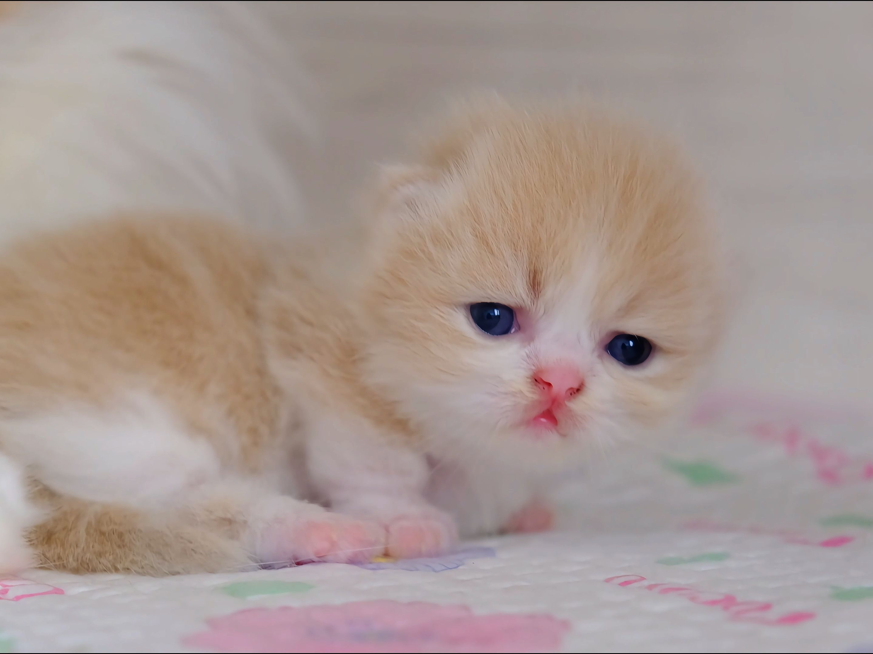 一周要闻！小猫钓鱼服务项目到底靠不靠谱？聊聊那些你未必知道的事儿