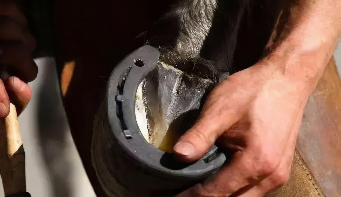 驯养马定期换马掌原因 野马不用马掌也能跑快