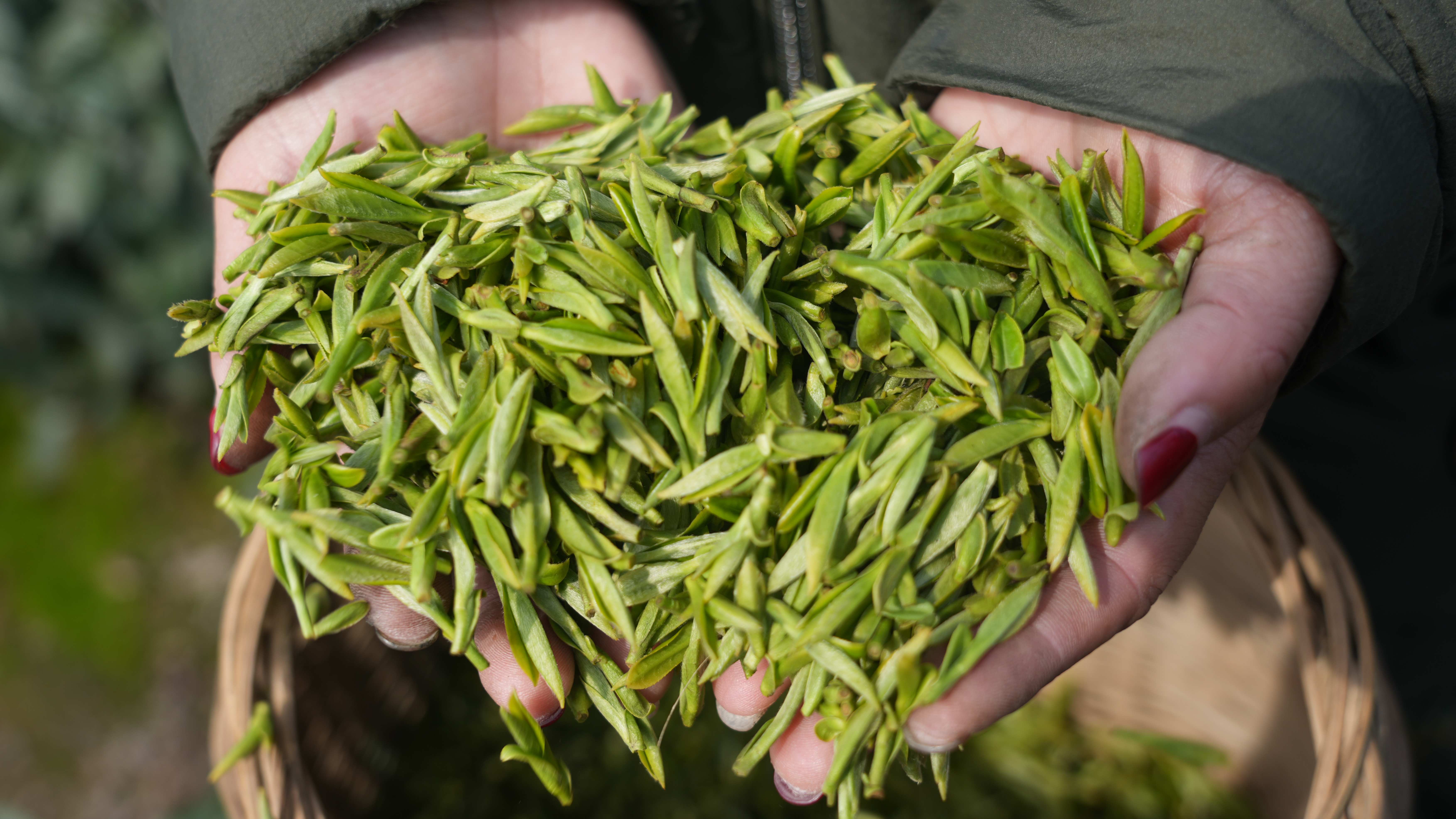 石家庄喝茶新茶嫩茶