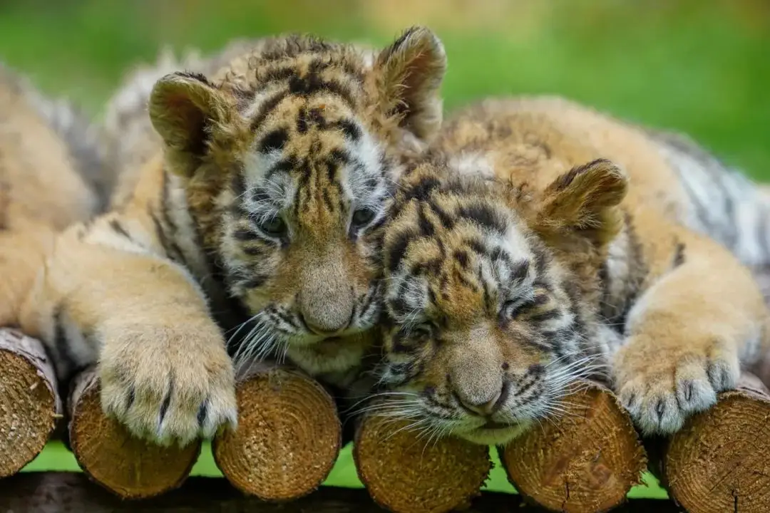 惊心动魄：同房全套包括哪些_夫妻亲密生活_全面解析与实用指南