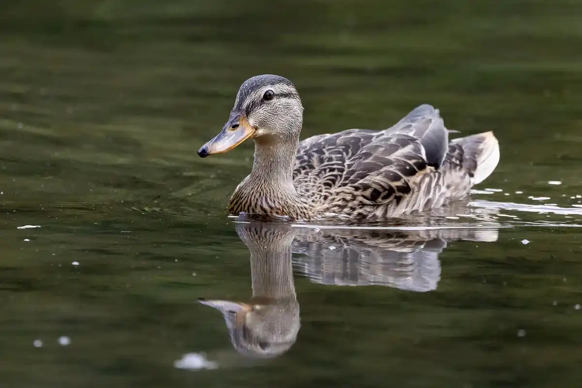 有关部门透露：怎么约到鸭子