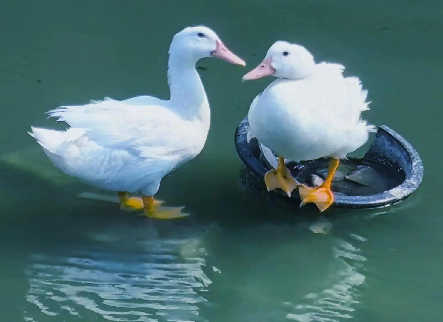 600元买3小时灵魂陪伴：当代青年的孤独消费密码