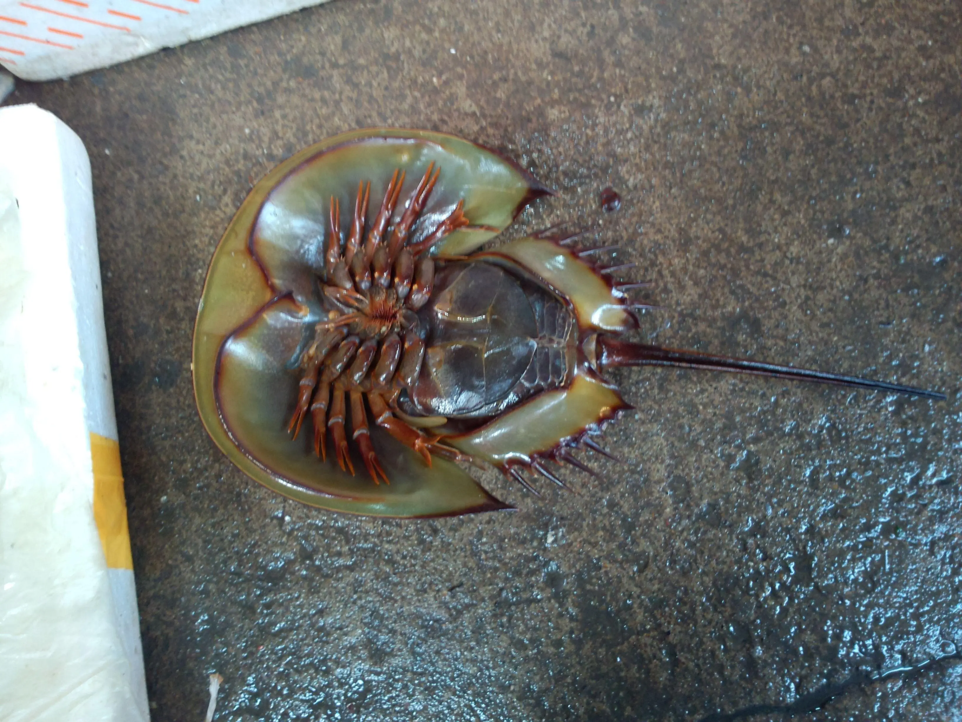 活化石生物有哪些 灭绝动物重现怎么回事