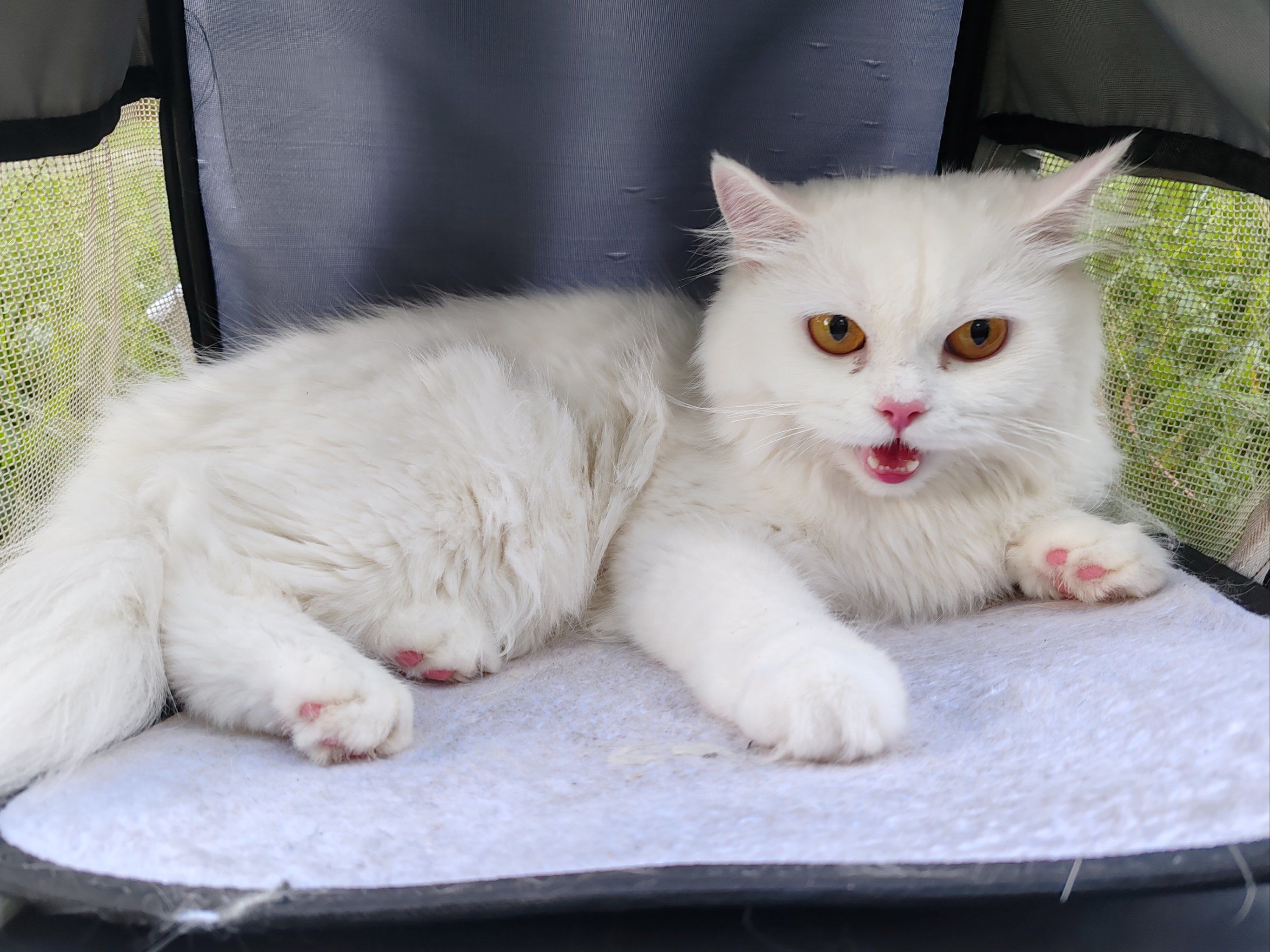 另类现代化：伊朗革命四十年...