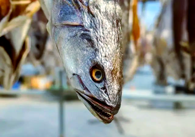 咸鱼最新暗语解析,二手交易黑话指南与防骗手册