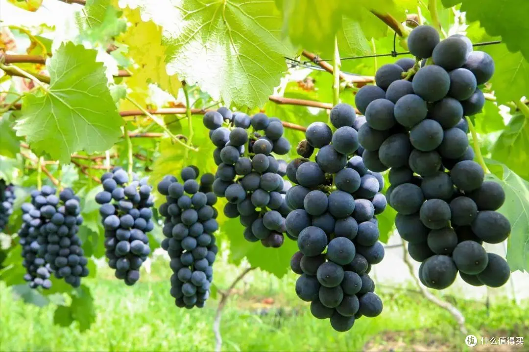 周口桑拿按摩论坛详解及服务价格指南