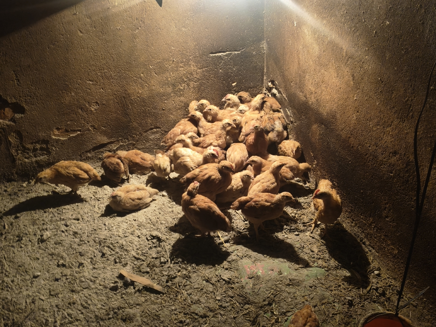 昆山哪里鸡窝最多？揭秘三大聚集地省50%踩坑成本