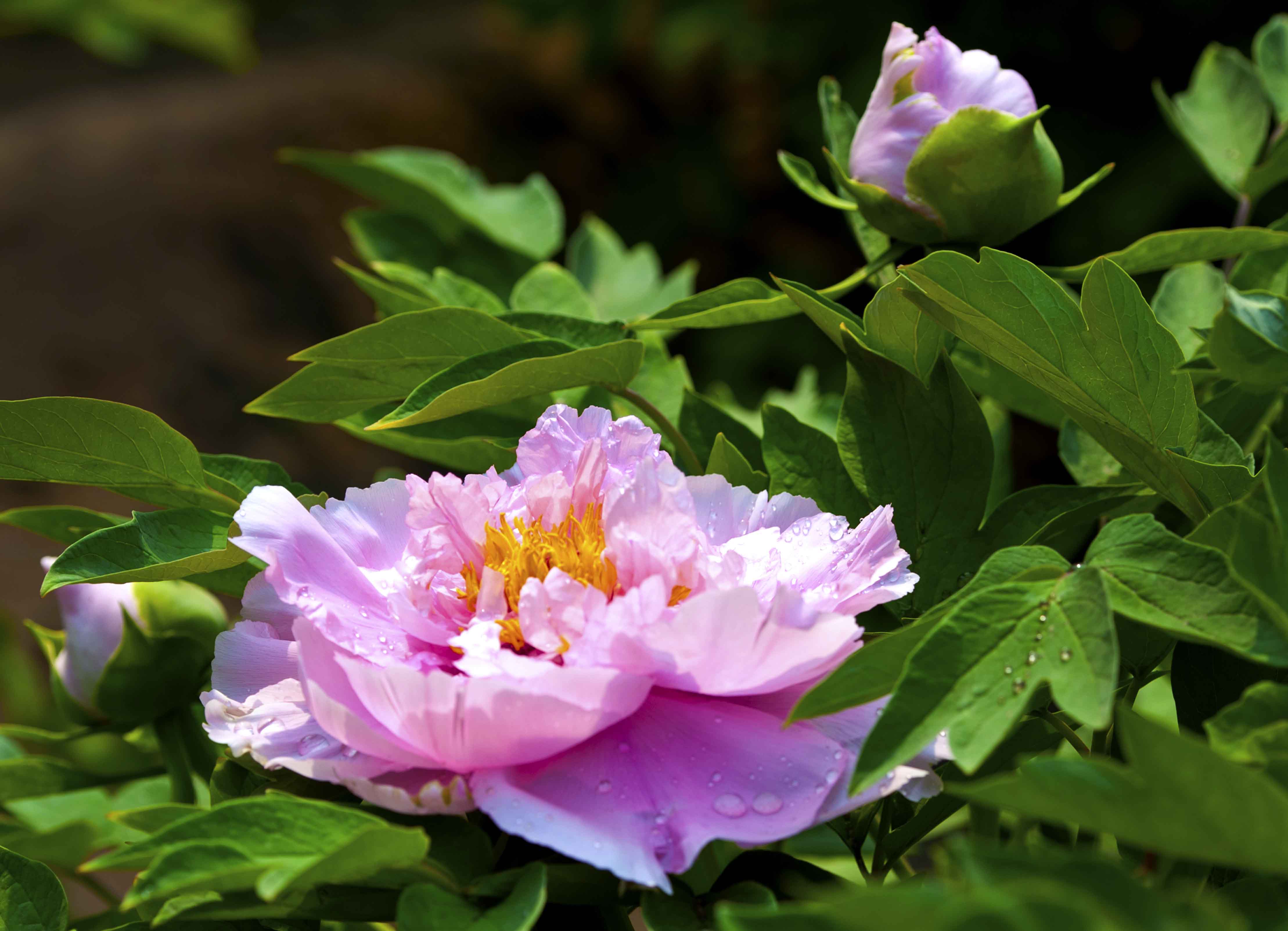 广东佳丽百花丛论坛入门指南