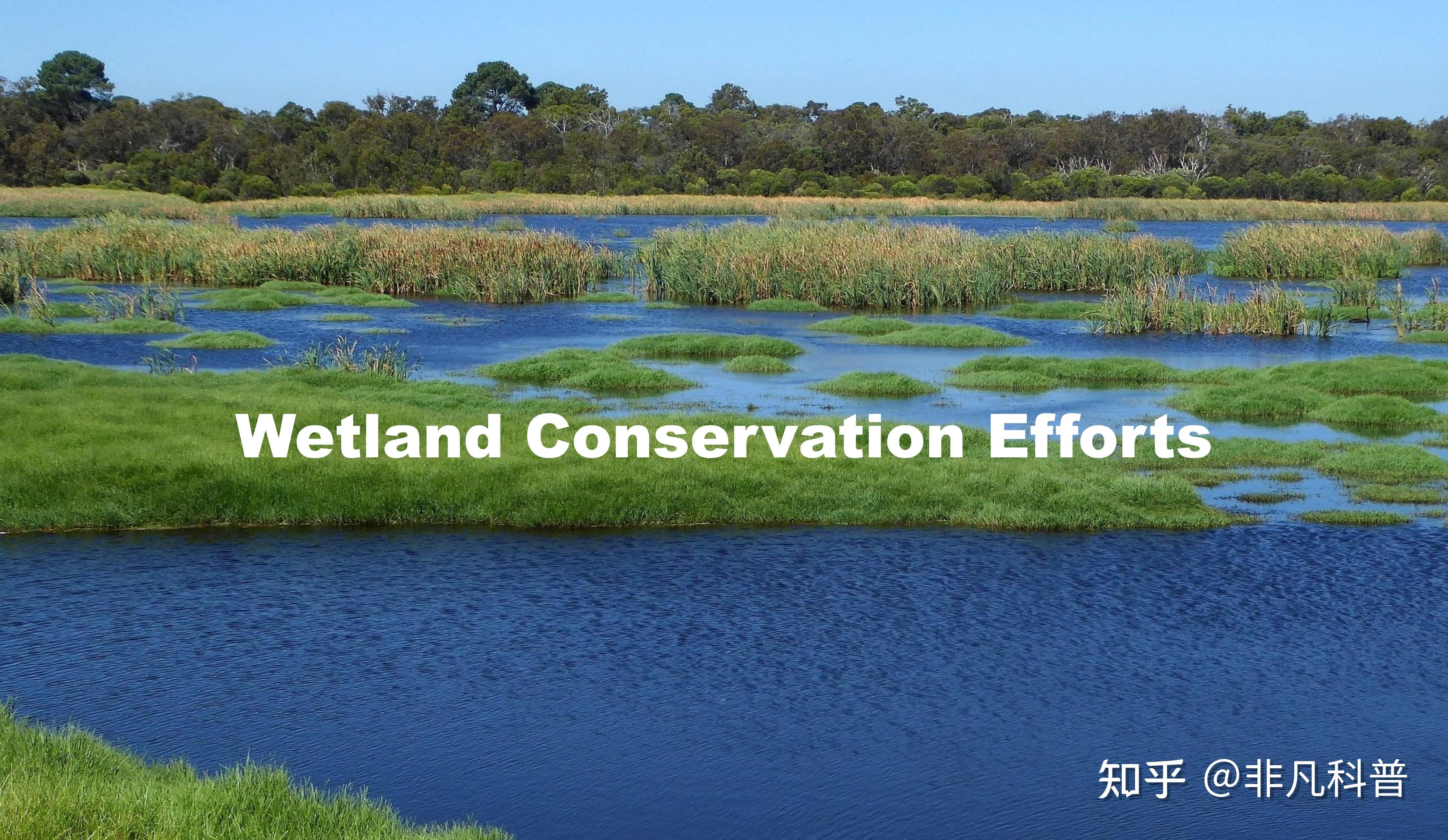 51龙凤茶楼论坛合肥：老字号茶楼里的城市记忆与市井烟火