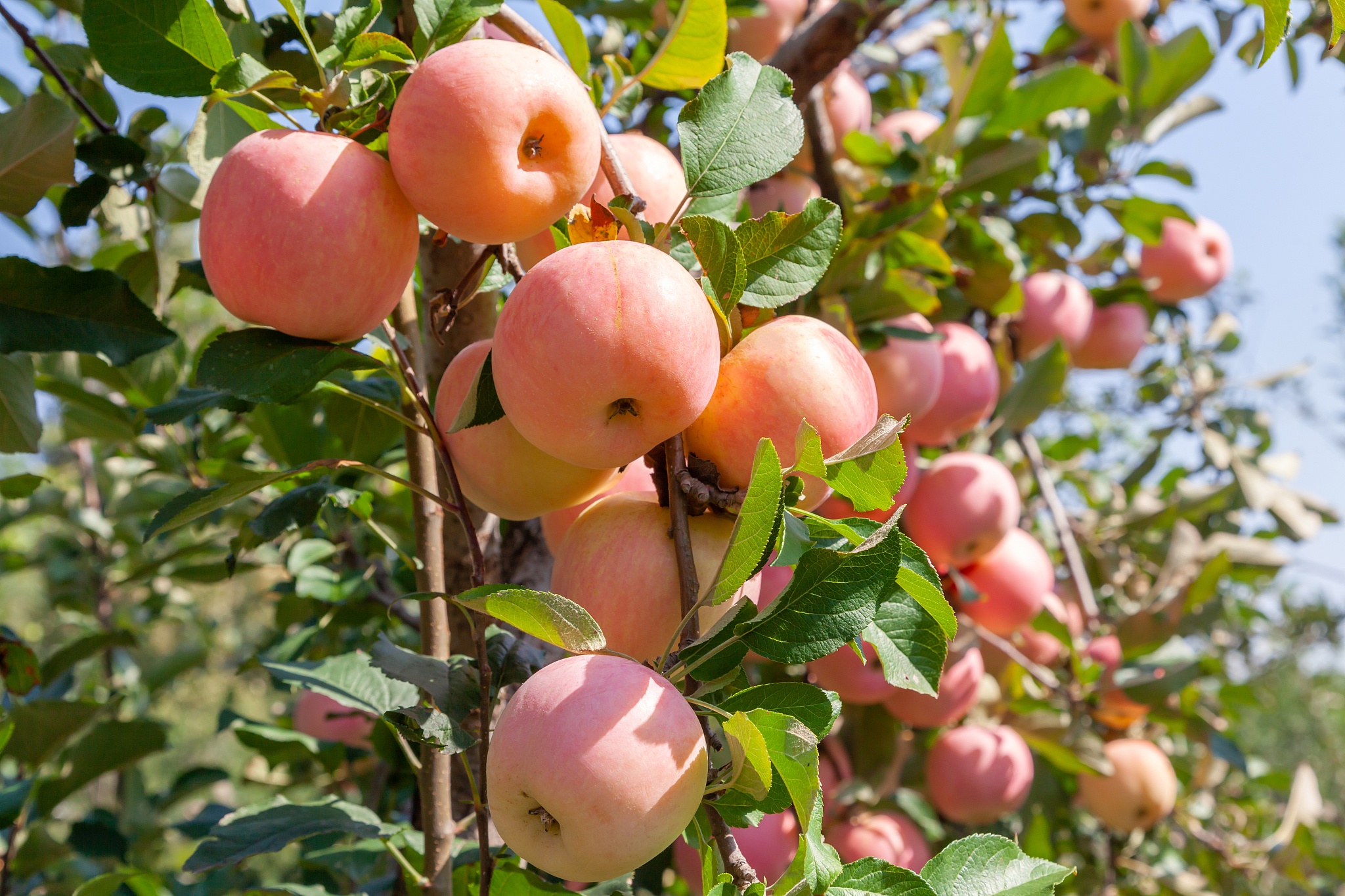 苹果手机价格表 苹果最新报价是多少