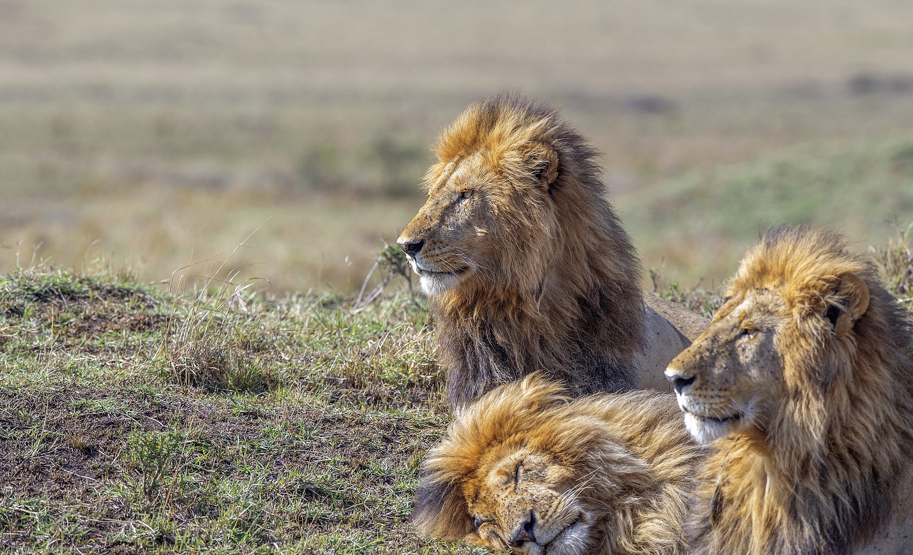 公园快餐交易视频的百态观察,揭秘100种街头美食的流动江湖