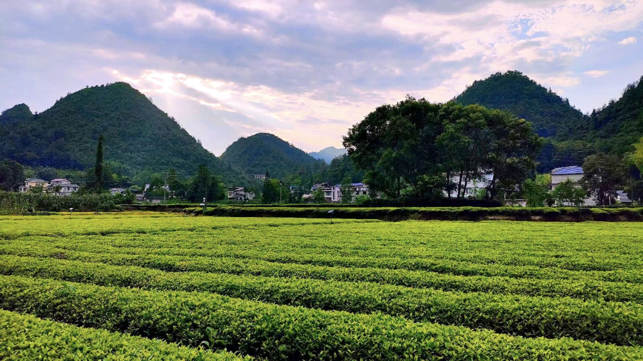 150元3小时不限次品茶体验,探秘高性价比茶文化沉浸之旅