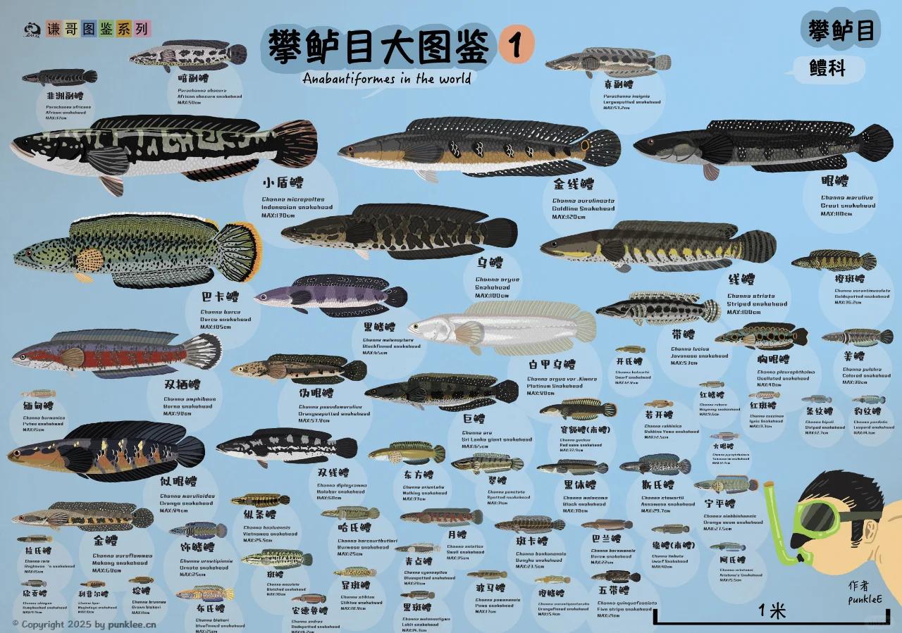 合肥火车站暗巷的昼与夜——城市褶皱中的生存图鉴全解析