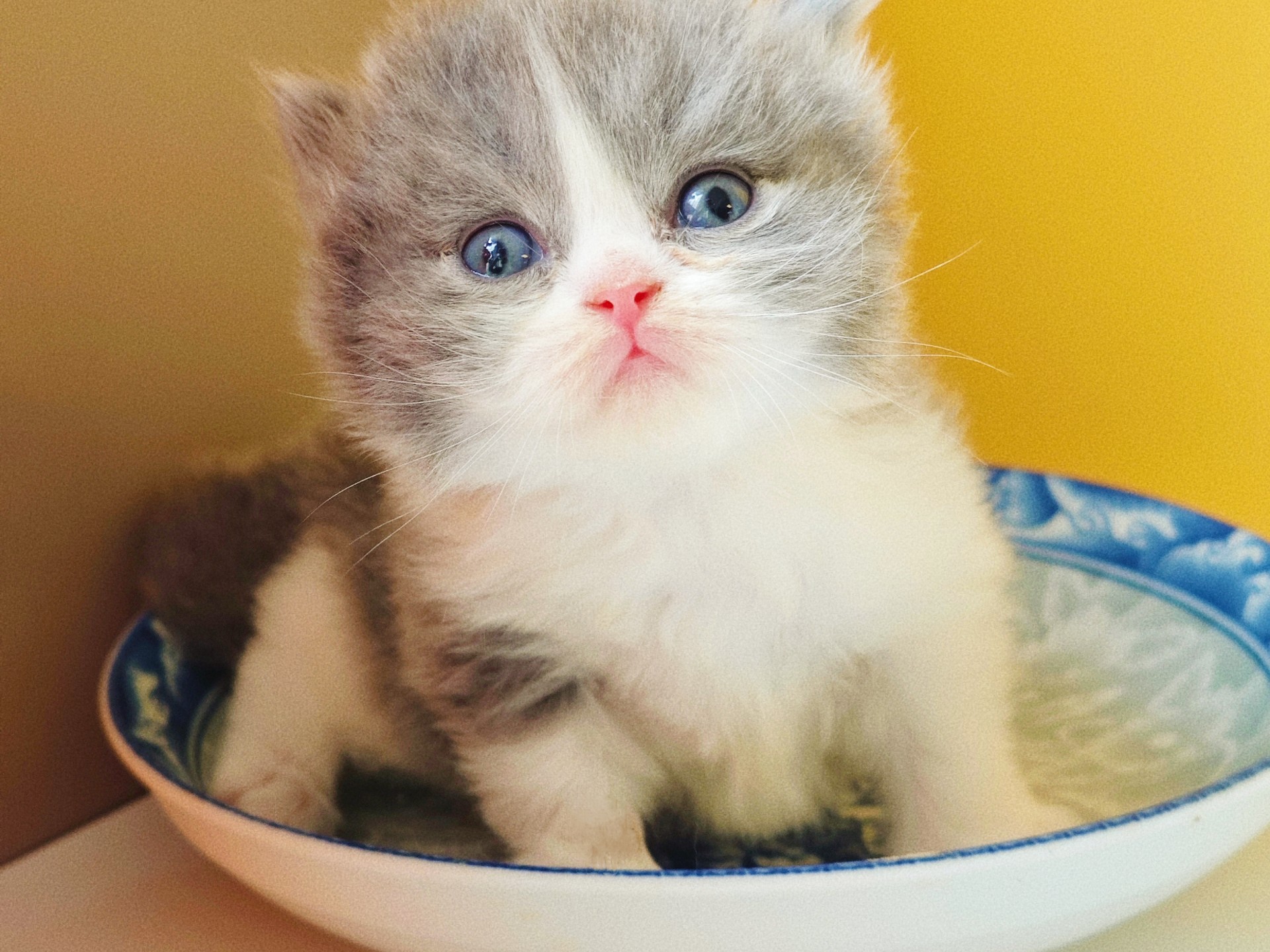 一周要闻！小猫钓鱼服务项目到底靠谱不？聊聊那些你未必知道的事儿