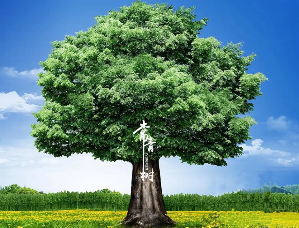 红蜻蜓论坛：为什么它能成为垂直社区的长青树？