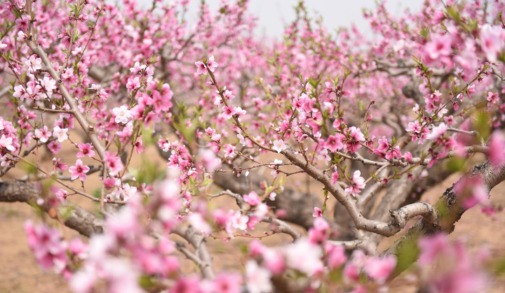 深州万达公寓妹子安全么