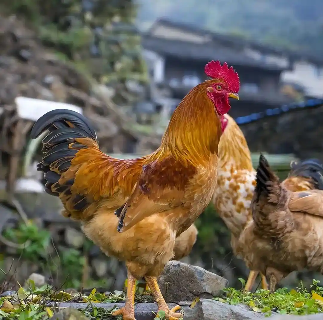 最新研究数据显示：余姚什么村鸡多？揭秘当地特色养殖分布与实地探访指南