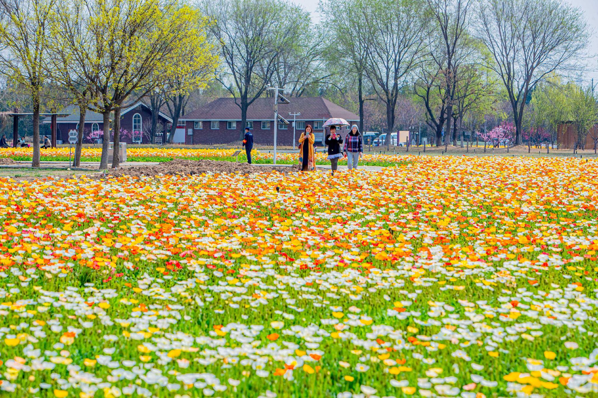 近日，有消息称,伊甸园mv大象隐藏的隐喻是什么？探索背后的深刻意义