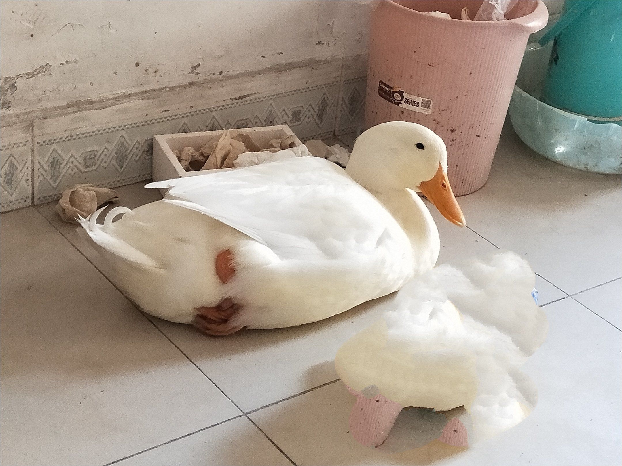 西安女人找鸭子是在上面还是下面