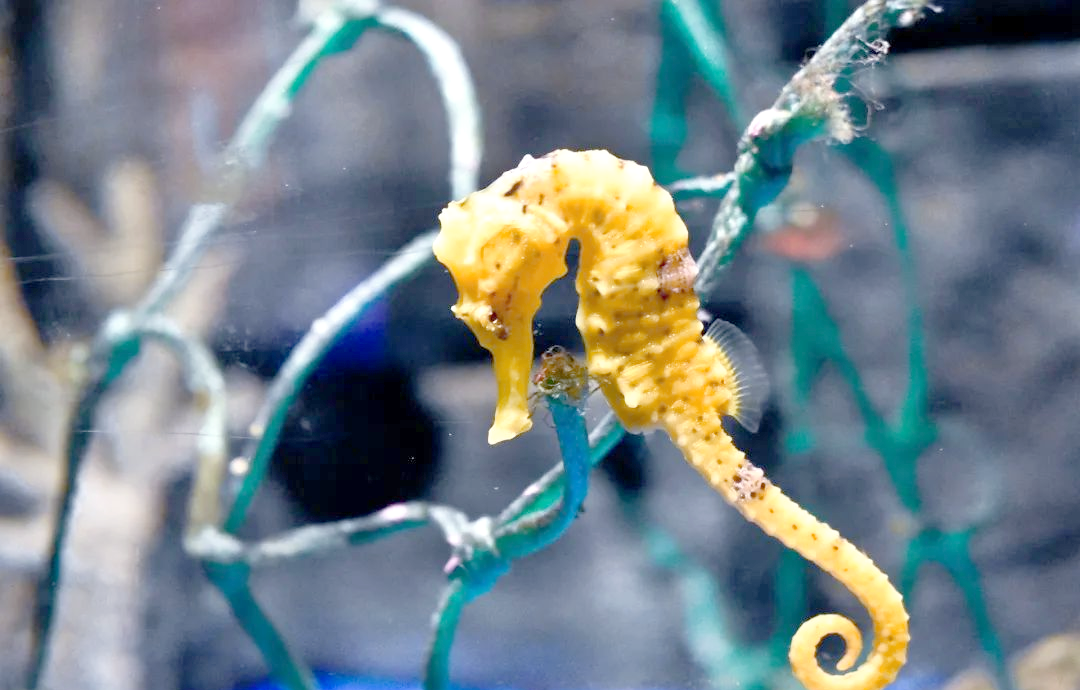 海马苹果助手不能运行了怎么回事 海马苹果助手安全吗