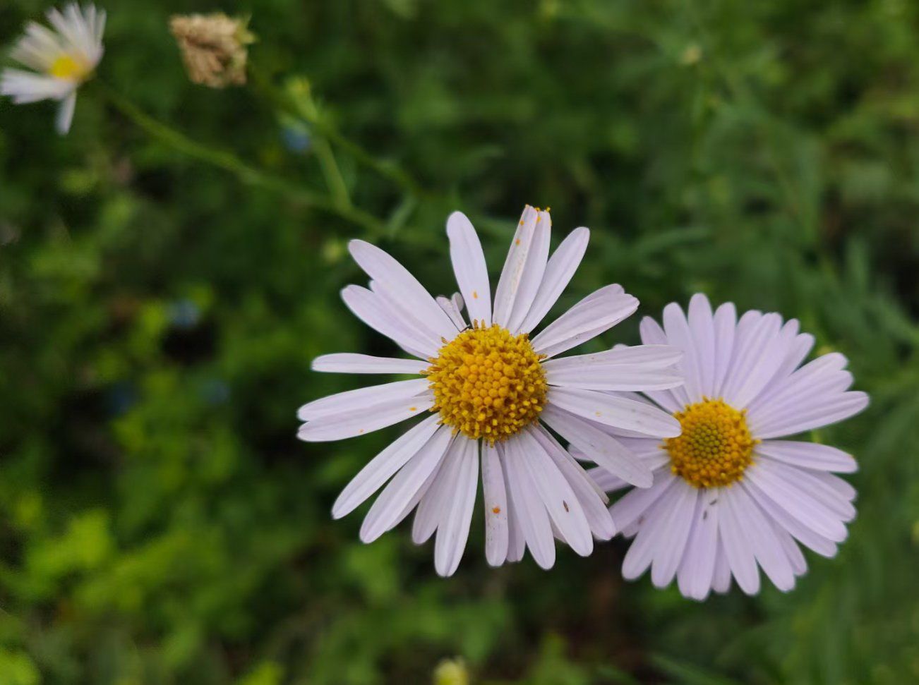 全国空降少女：云端绽放的青春史诗