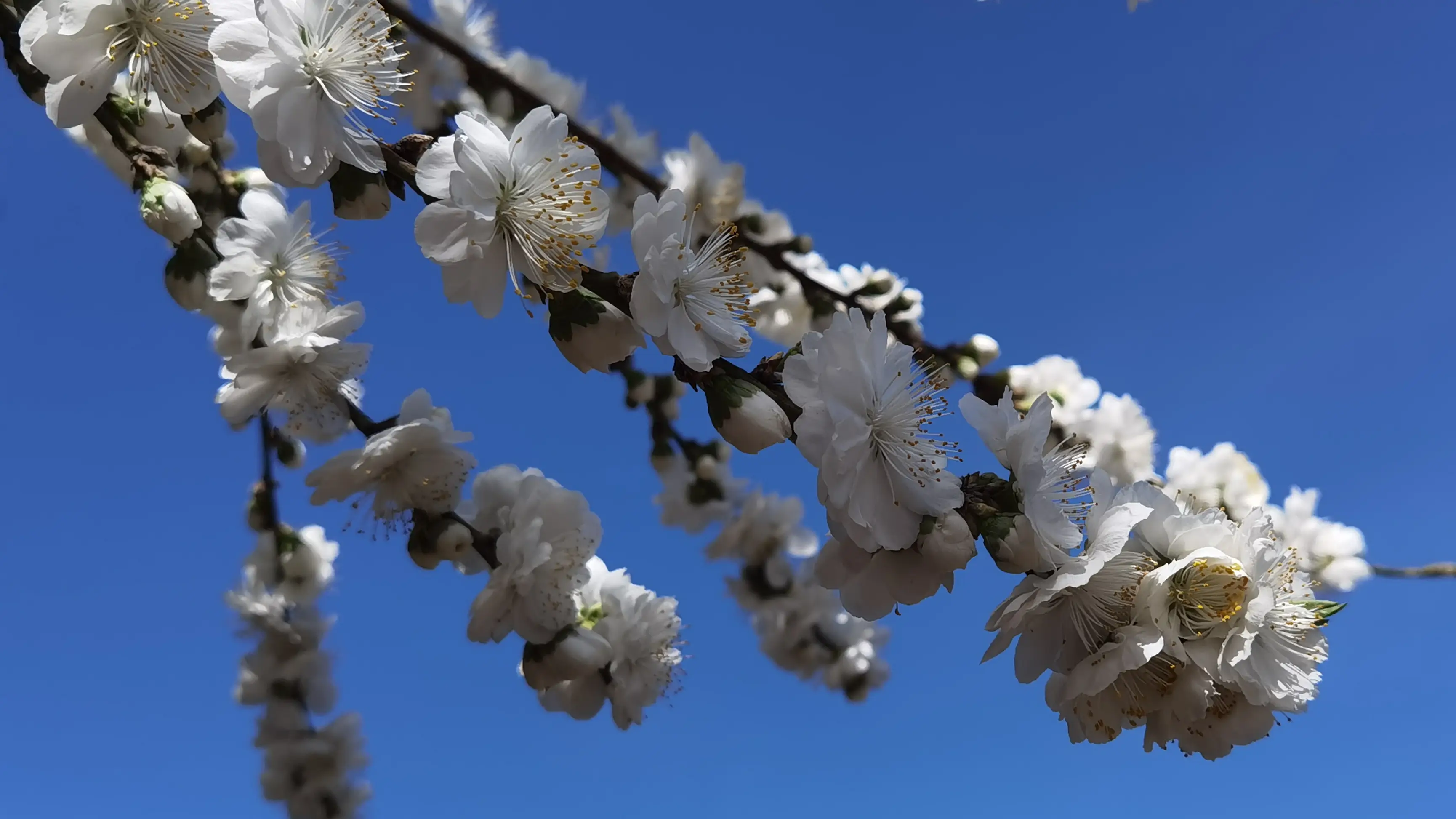 突发事件！杭州百花坊坛真的值得一去吗？探寻文化魅力与隐藏挑战