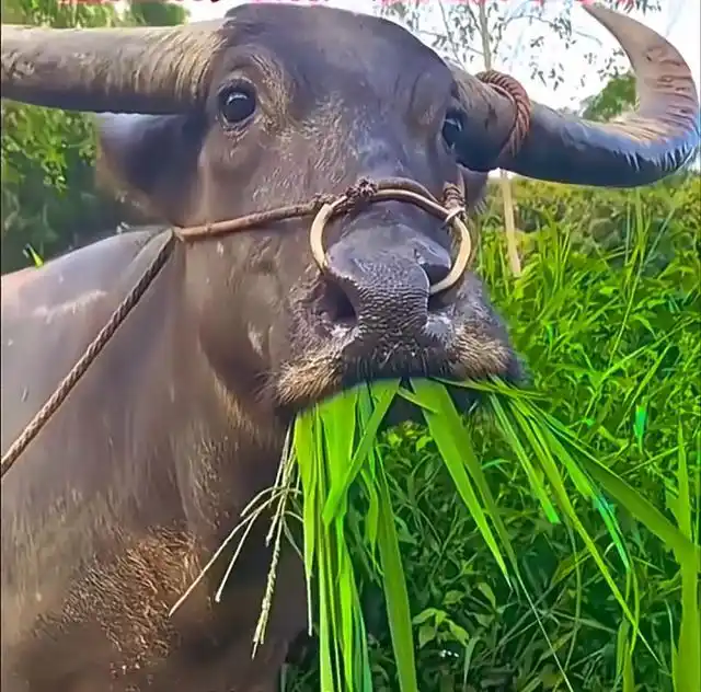 呼和浩特全国空降高端服务网攻略与分析