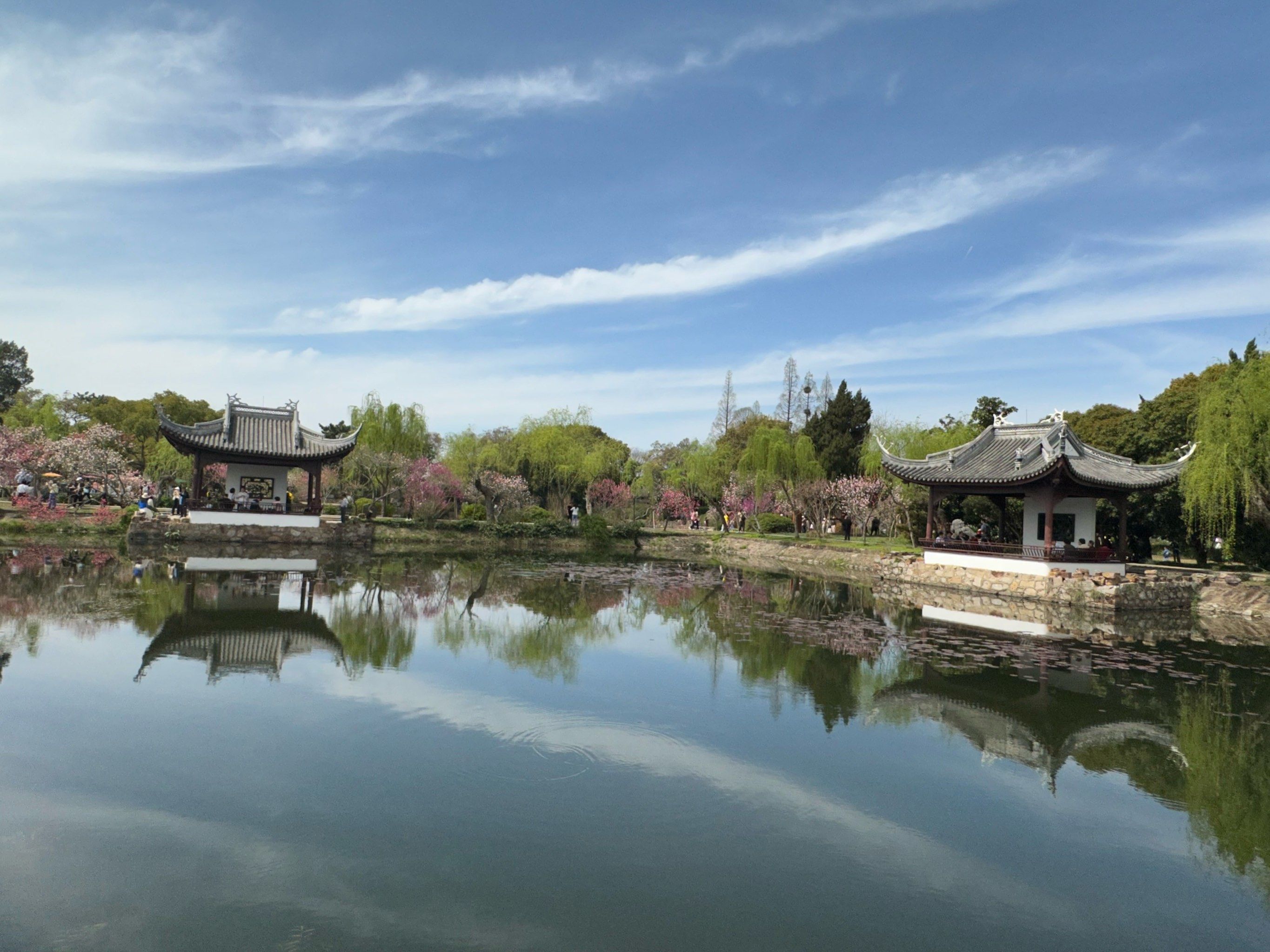 最新解析：无锡梁溪大桥何时有鸡 2025年最新觅食指南与实地探访