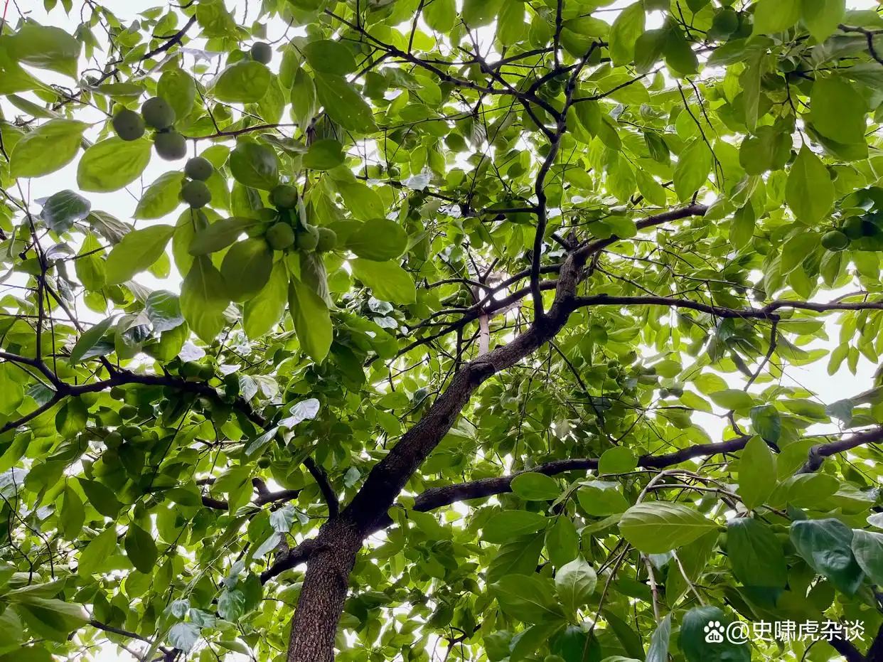 2024最新陌陌暗语大全：从入门到精通