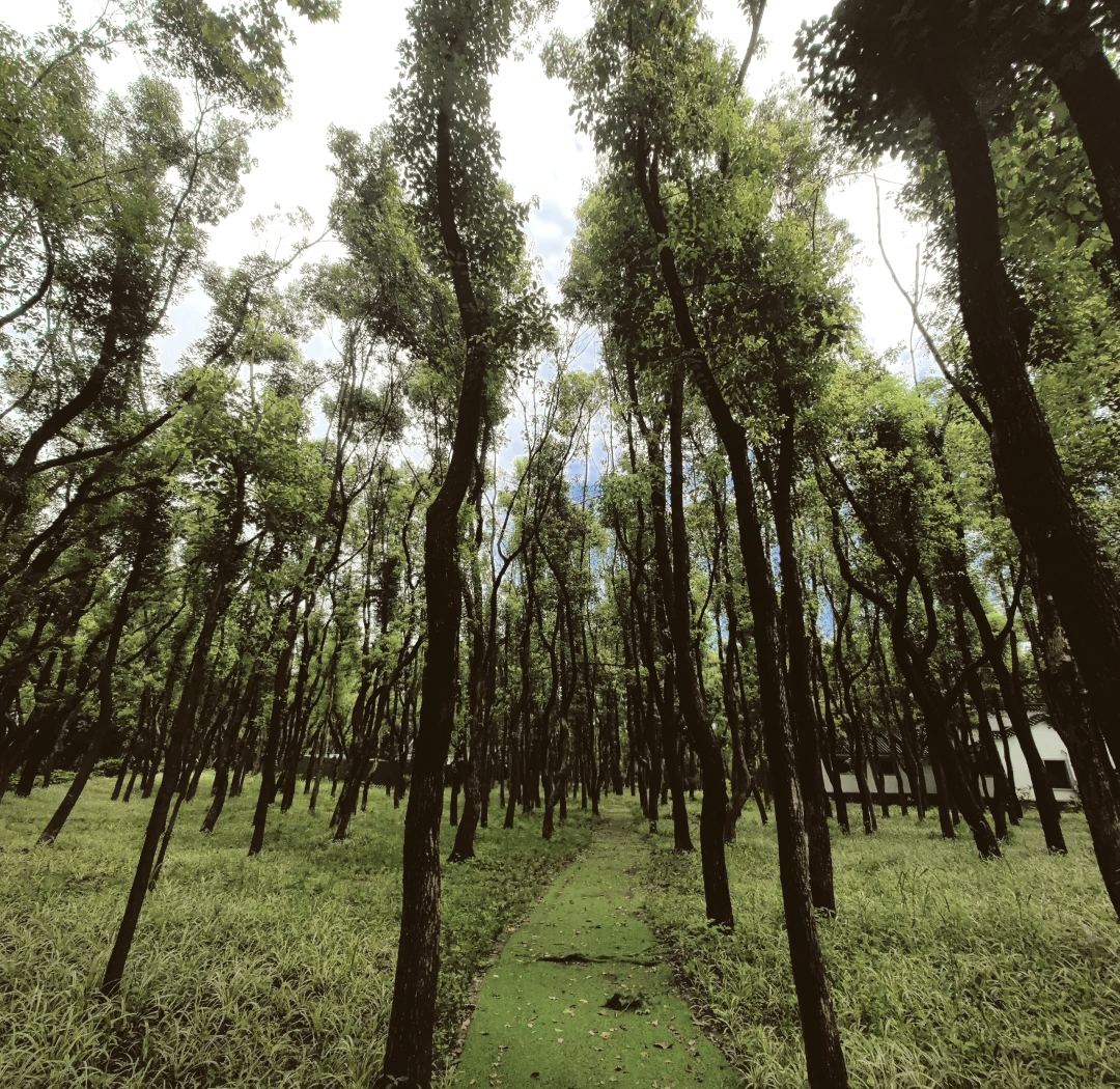 如何用100块实现高效代办？揭秘全流程避坑指南省50%成本