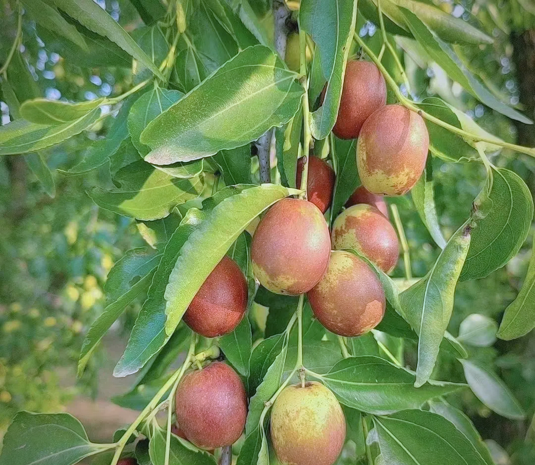 小枣到家可以睡吗,深度解析枣类食品与睡眠的关联性