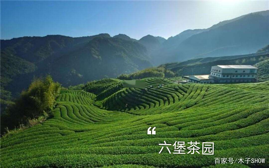 东莞新茶嫩茶wx品鉴指南,传统工艺与现代市场的碰撞