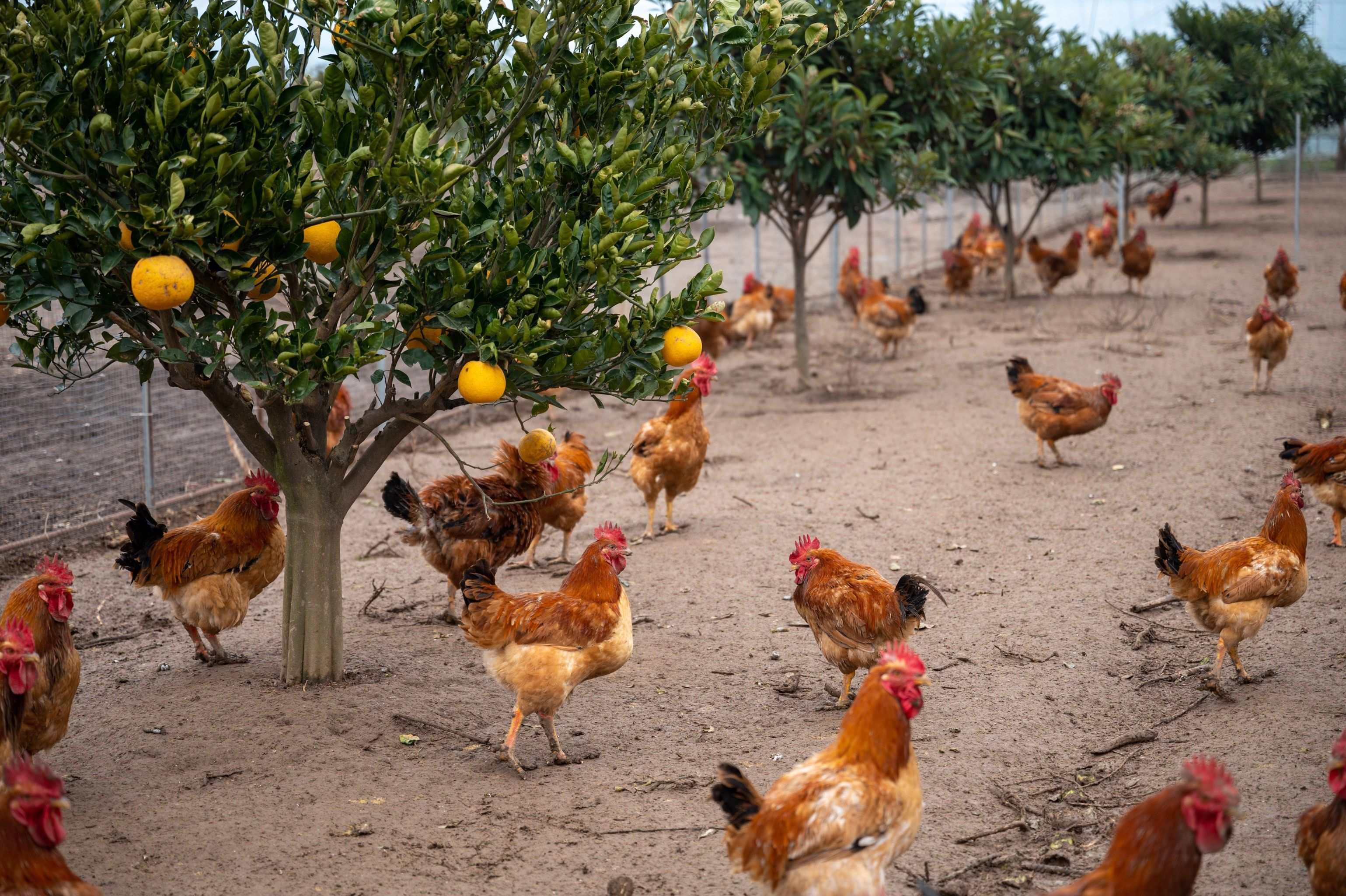 最新研究揭示：余姚哪些村鸡多？揭秘当地特色养殖分布与实地探访指南