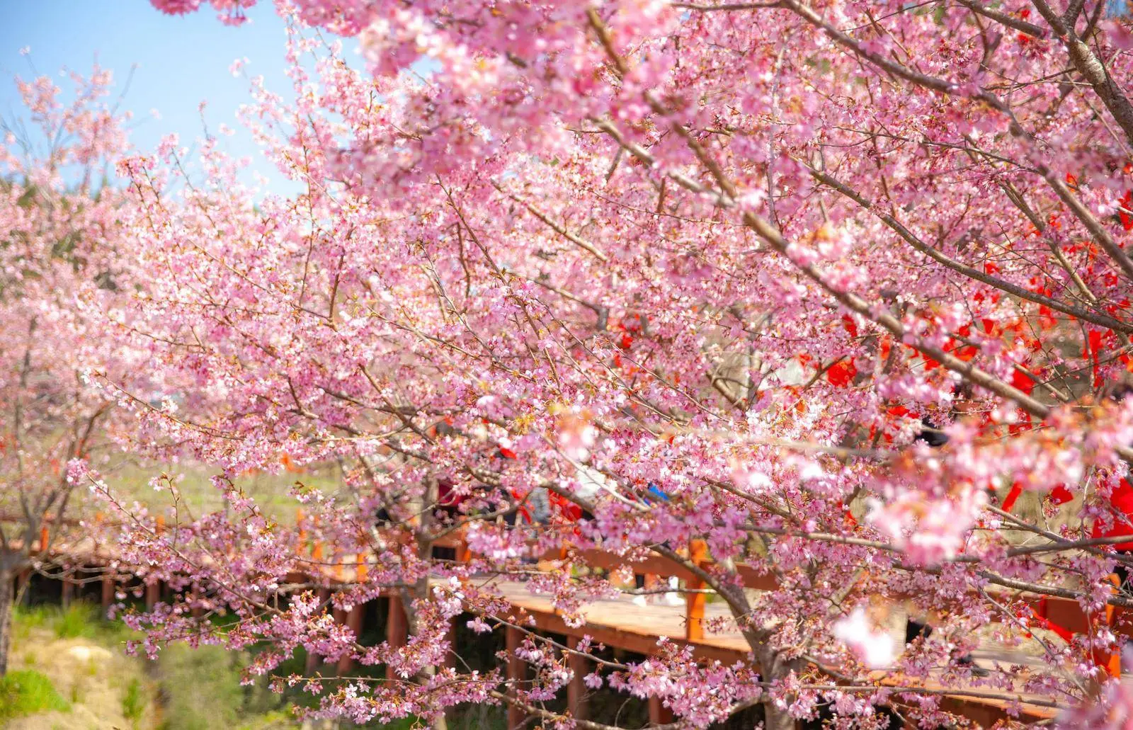 樱花燃气热水器选购指南 樱花jsq30q211性能解析