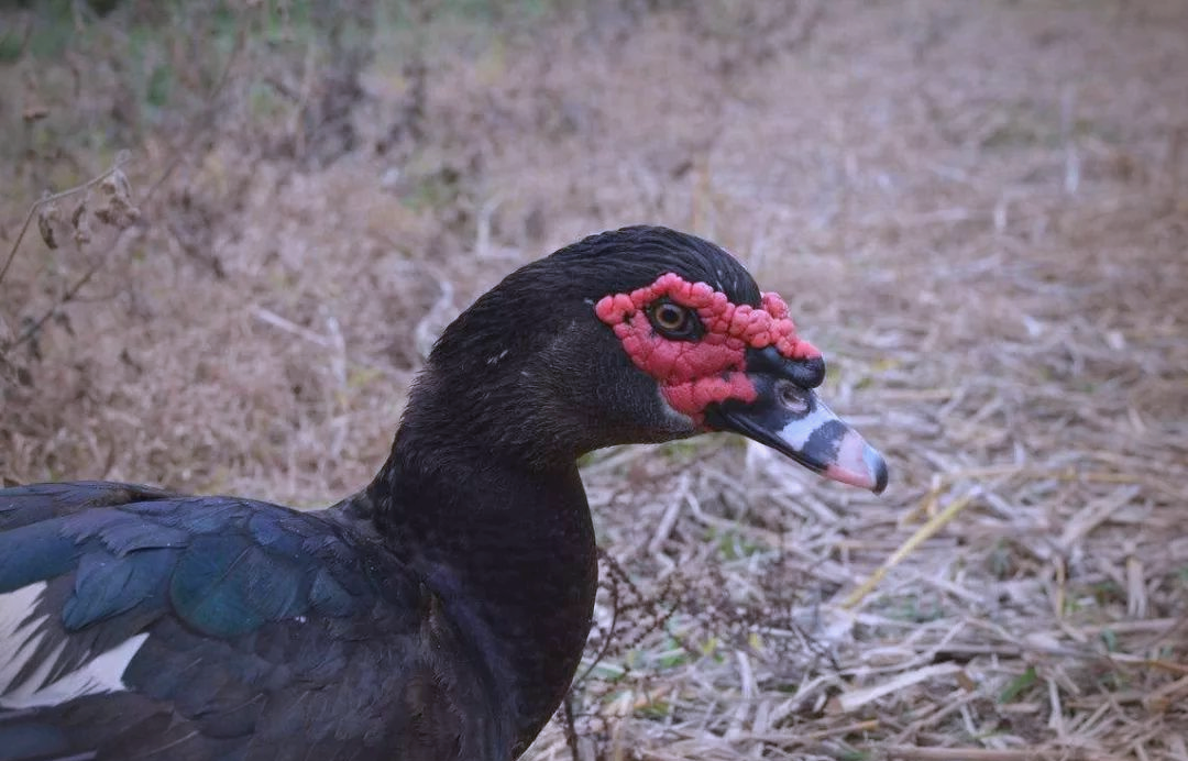 600元买3小时灵魂陪伴：当代青年的孤独消费密码深度解析