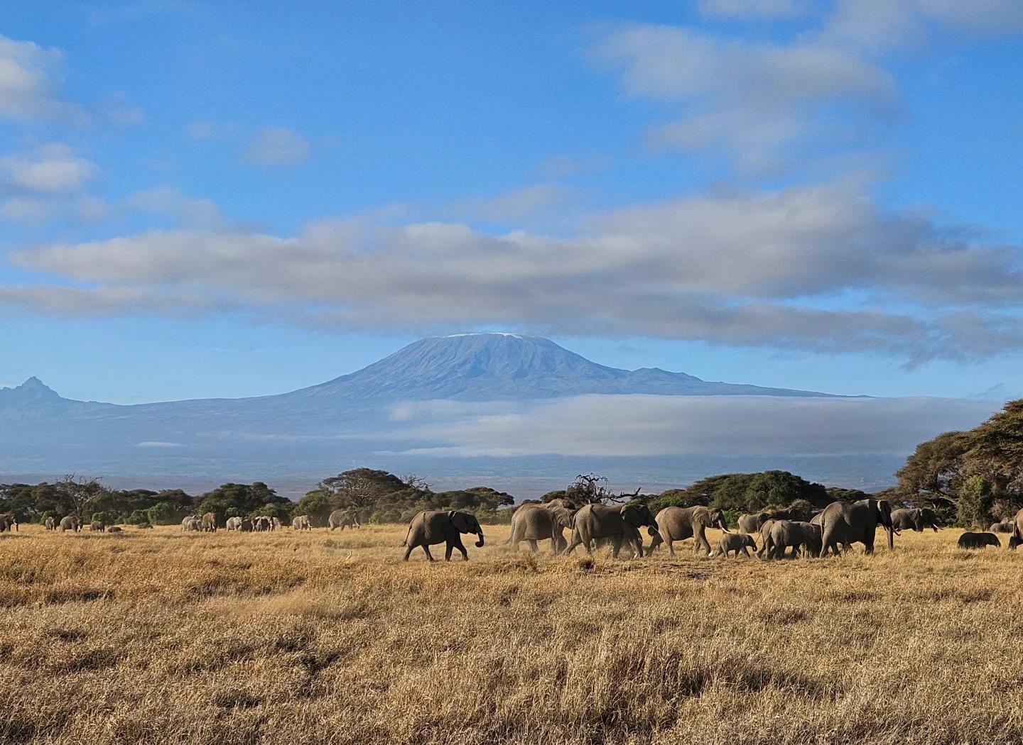丹齐格对抗塞利纳：什么是文学阅读与国家欺诈？...