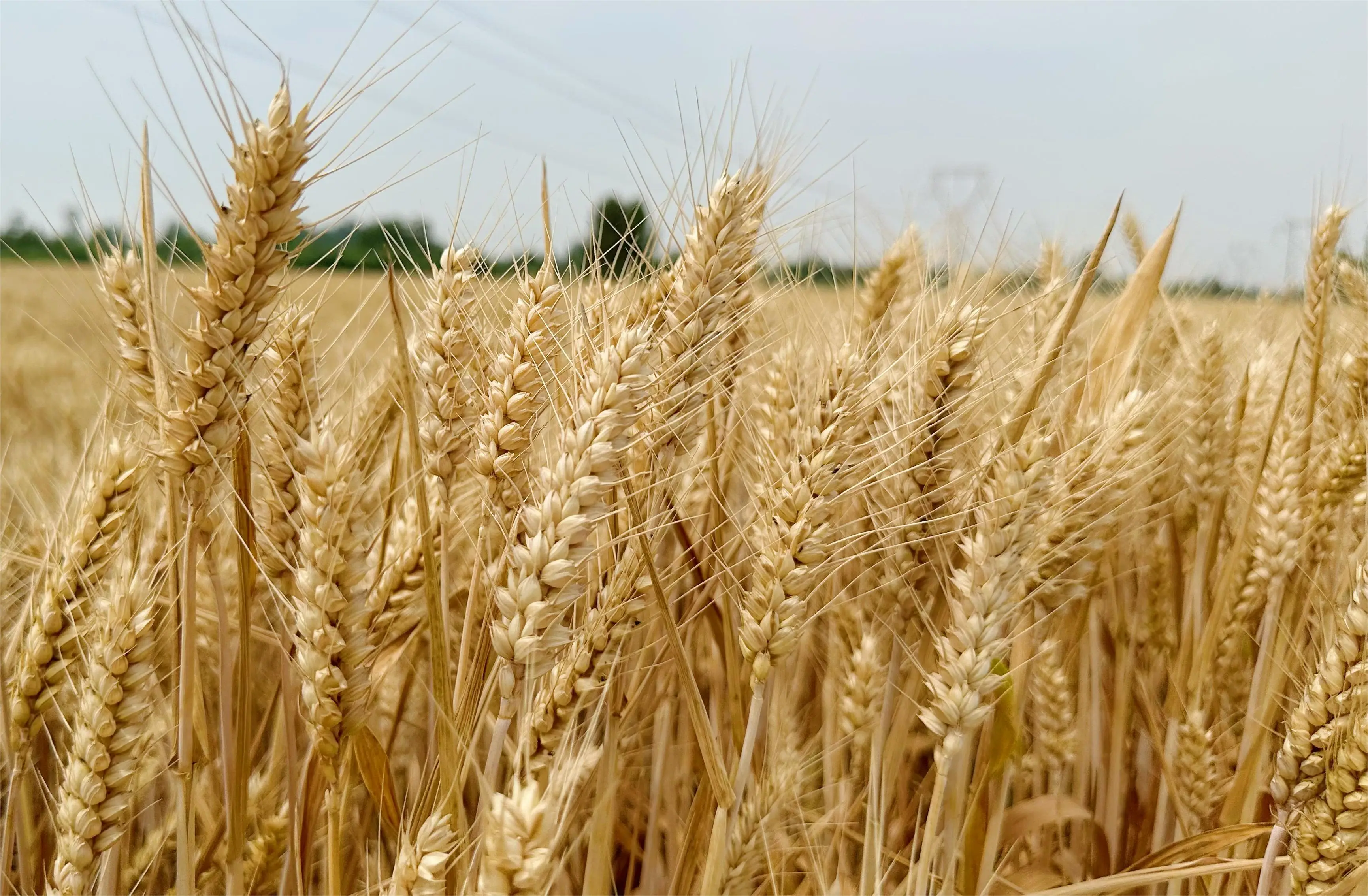 小麦什么时候收割最好 小麦收割时间和收割月份