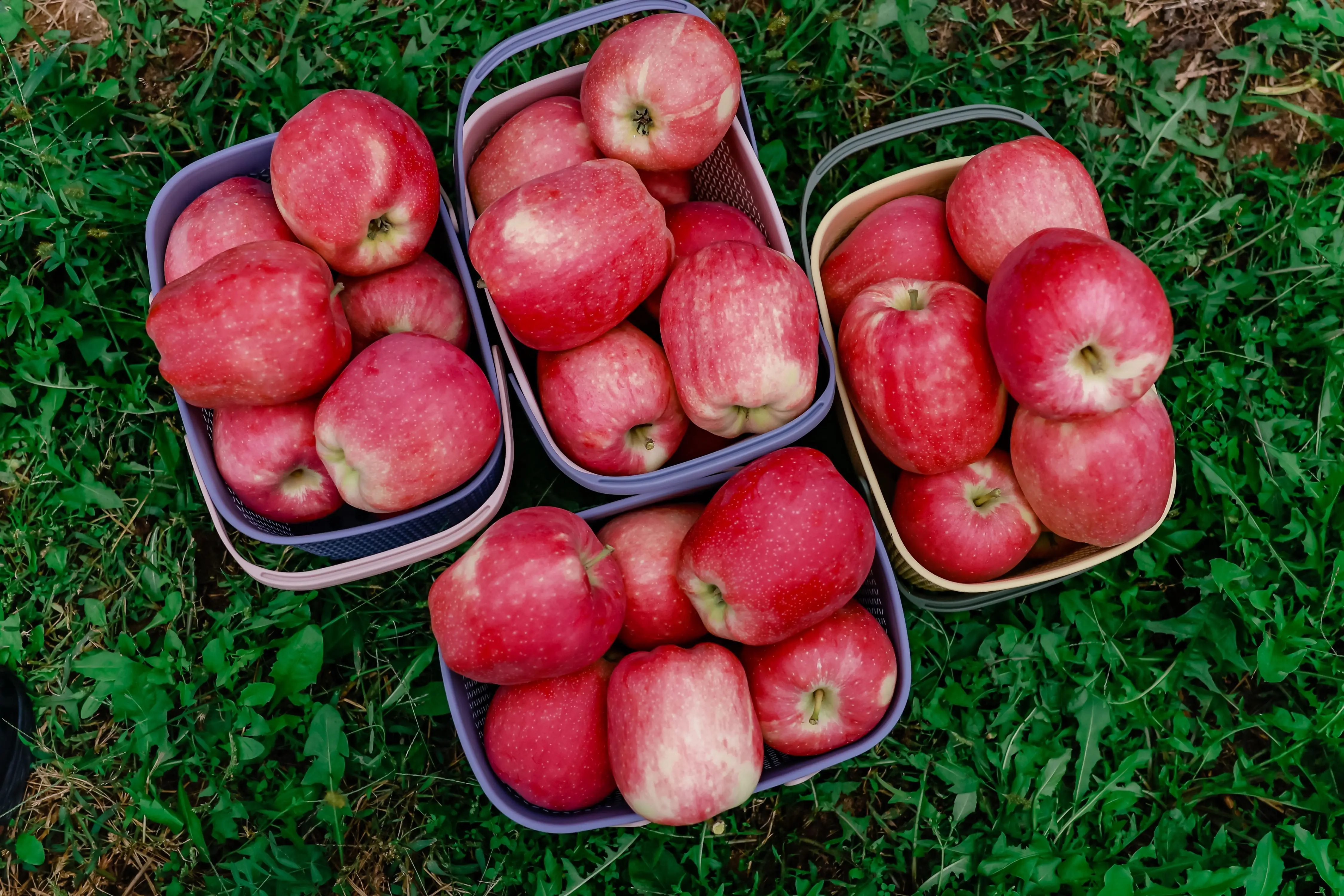 手机主题下载 免费