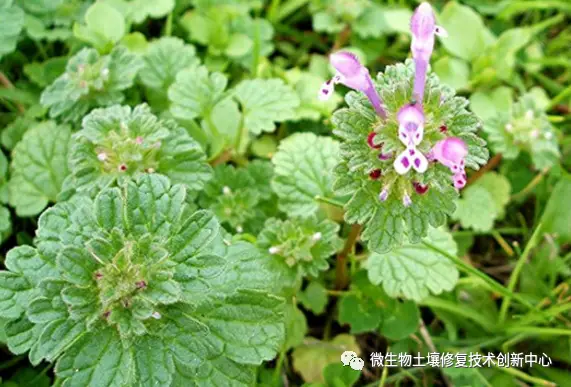 危机来临：全国空降品茶spp