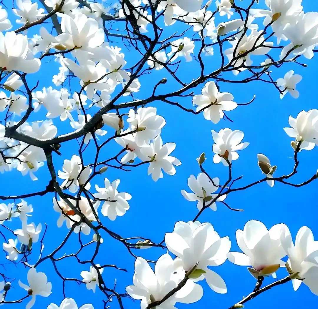 全国空降少女：云端绽放的青春史诗