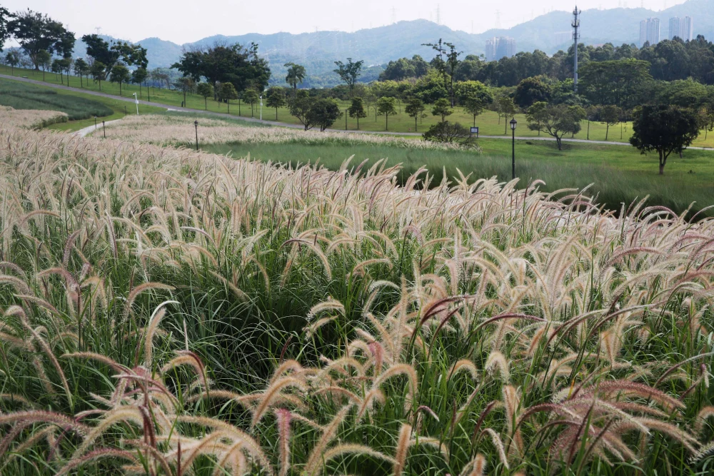 如何在陌陌上快速找到快餐服务？